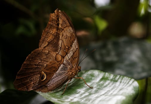  morphoo butterfly on green leaves