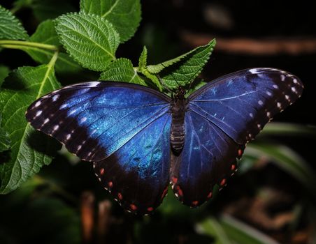 blue morphoo butterfly on green leaves