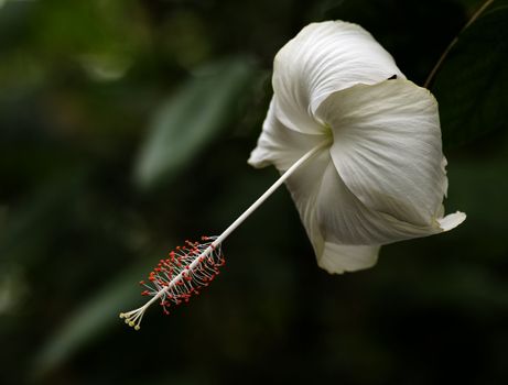 white hibiscus rosa chinensis on green background