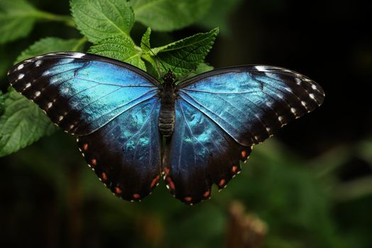 blue morphoo butterfly on green leaves