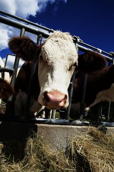 big head of cow in farmland under the sun