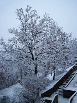 tree and snow in Urbino, Italy