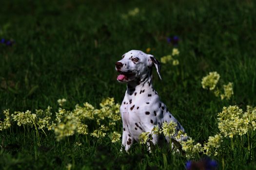 Dalmatian puppy dog  on the green grass