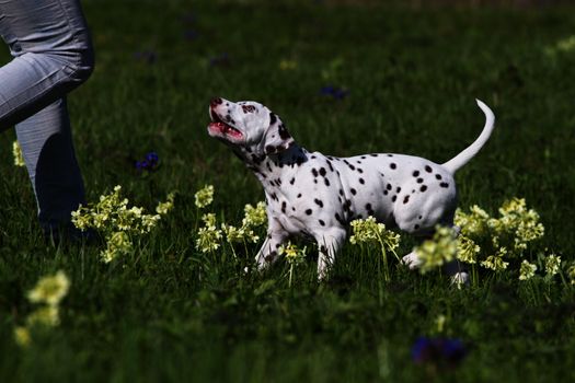 Dalmatian puppy dog  on the green grass