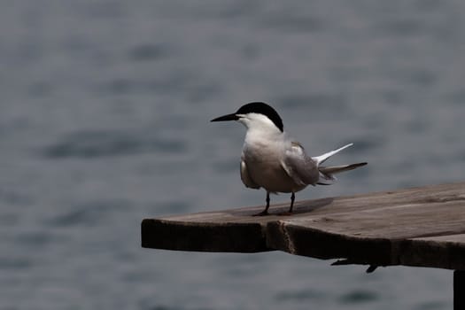 Beautiful seagull tern sitting on the dock