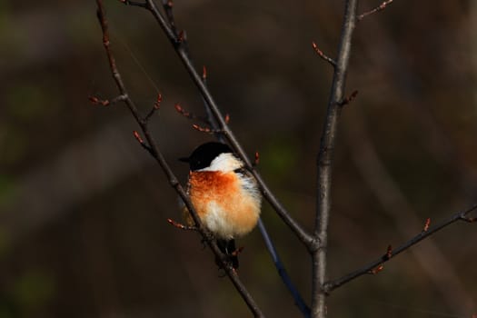 stonechat (Saxicola rubicola) male sits on a branch