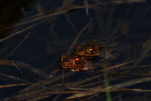 Two frogs during the breeding season