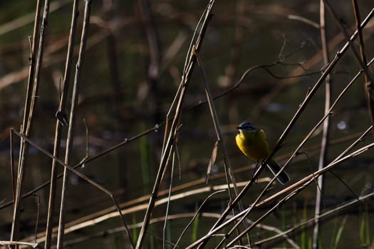 Yellow (Wagtail Motacilla flava) sitting on the dry reeds