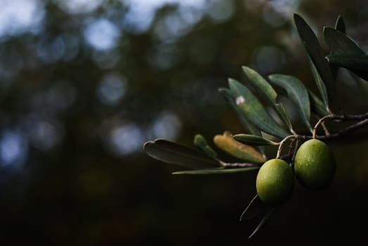 green olives on branch.sicily