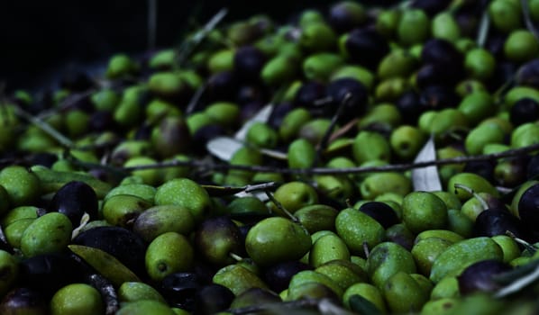 Freshly picked olives and leaves