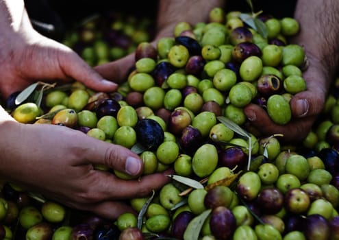 Olives in four hands. sicily