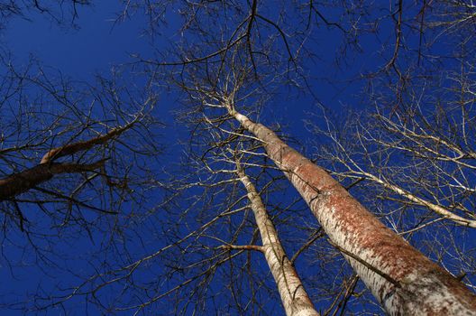 naked aspen tree top branches without leaves in winter on dark intensive blue sky background.
