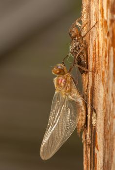 Libellula quadrimaculata