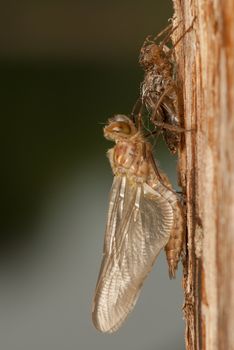 Libellula quadrimaculata