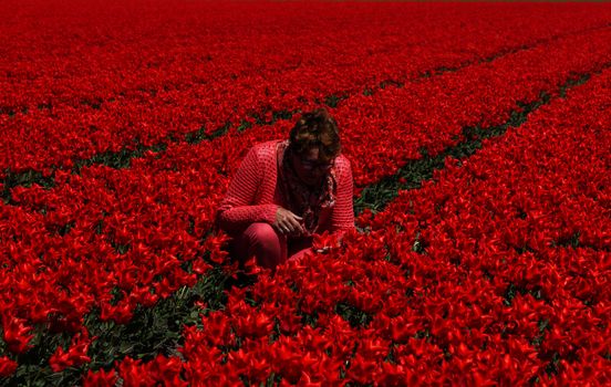 adult woman in red tulip field in Holland near Lisse