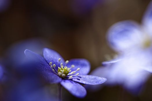 Macro picture of a Hepatica Nobilis - shallow DOF