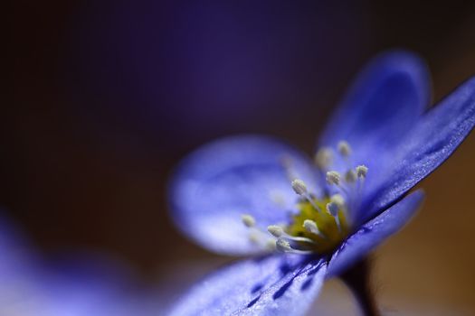 Macro picture of a Hepatica Nobilis - shallow DOF