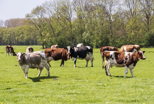 cows red and black on green grass in dutch landscape