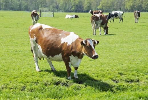 brown and white cow on green grass 