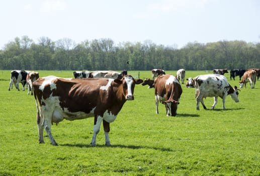cows red and black on green grass in dutch landscape