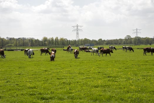 cows red and black on green grass in dutch landscape