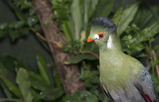 green touraco bird in dutch zoon 