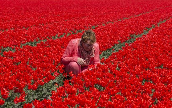 adult woman in red tulip field in Holland near Lisse