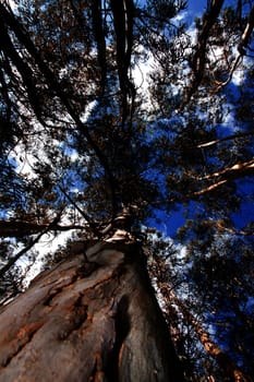 View below  in the shade of tall eucalyptus trees in the forest.