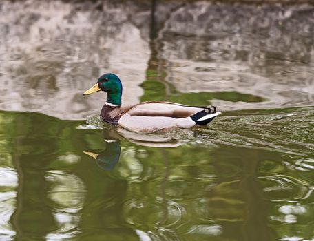 Beautiful mallard duck and her reflection in the water