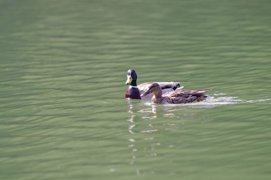 Two ducks on the lake in Romania