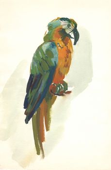 watercolor parrot sketch