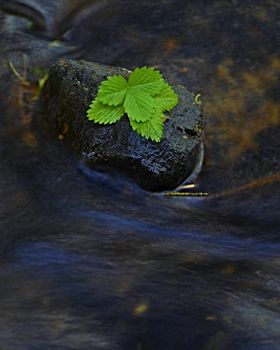 background with strawberry leaves on the stone in water