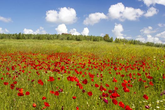 spring in Tuscany, landscape with poppies