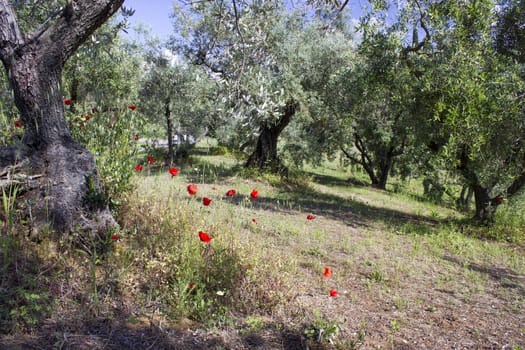 olive trees in Tuscany, Italy