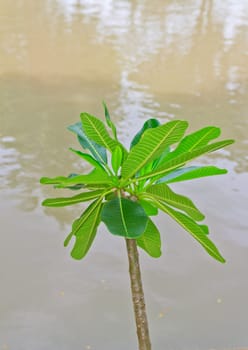 Tropical tree  on  background 