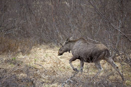 A wild Moose in a Norwegian forest