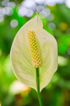 anthurium flower 