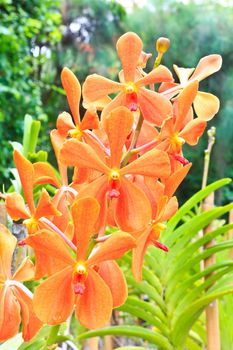 Blossom orange vanda orchids in the garden.