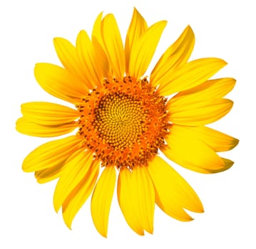 Isolated yellow sunflower on the white background.
