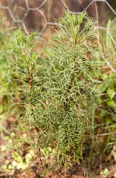 Organic gardening with Wormwood herb Absinthe Artemisia absinthium growing