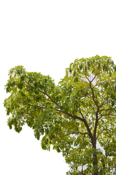 Tropical tree on background 