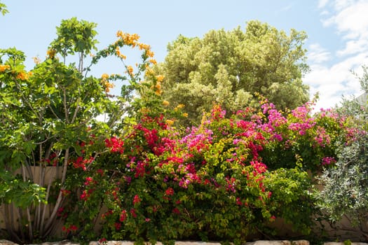 Beauatiful classical Mediterranean garden with blooming flowers and plants