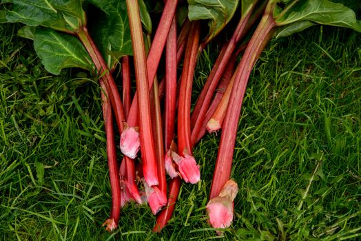 Harvested rhubarb lying in grass