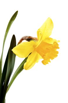Yellow flower of a narcissus. Narcissus flower. Yellow flower. Flower on a white background. Spring flower.