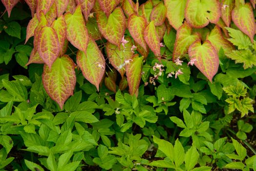 Ground Elder in a garden bed