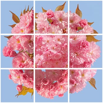 square collage with pink cherry blossom