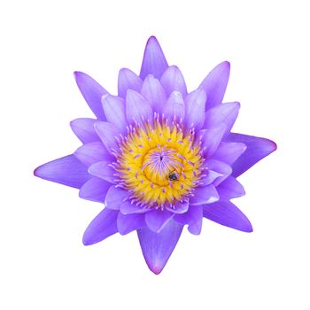 Purple lotus isolated on white background