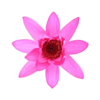 Pink lotus isolated on white background