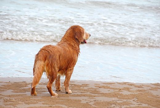 A dog (golden retriever) standing on the beach 