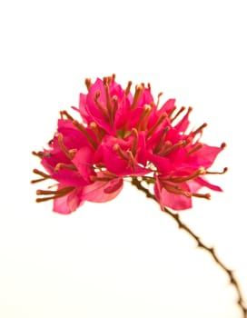 Bougainvillea hybrida, Pink Paper flower isolated